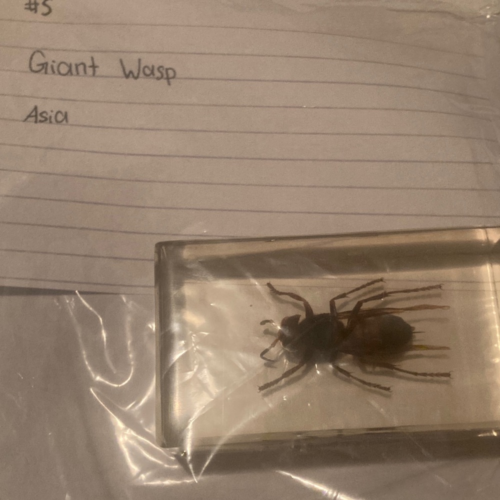 Giant Wasp - Asia